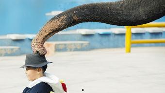 大象男孩,探寻人与自然和谐共生的奇迹之旅