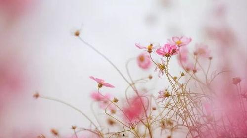 村花绽放重启人生,一场乡村女性的逆袭之旅